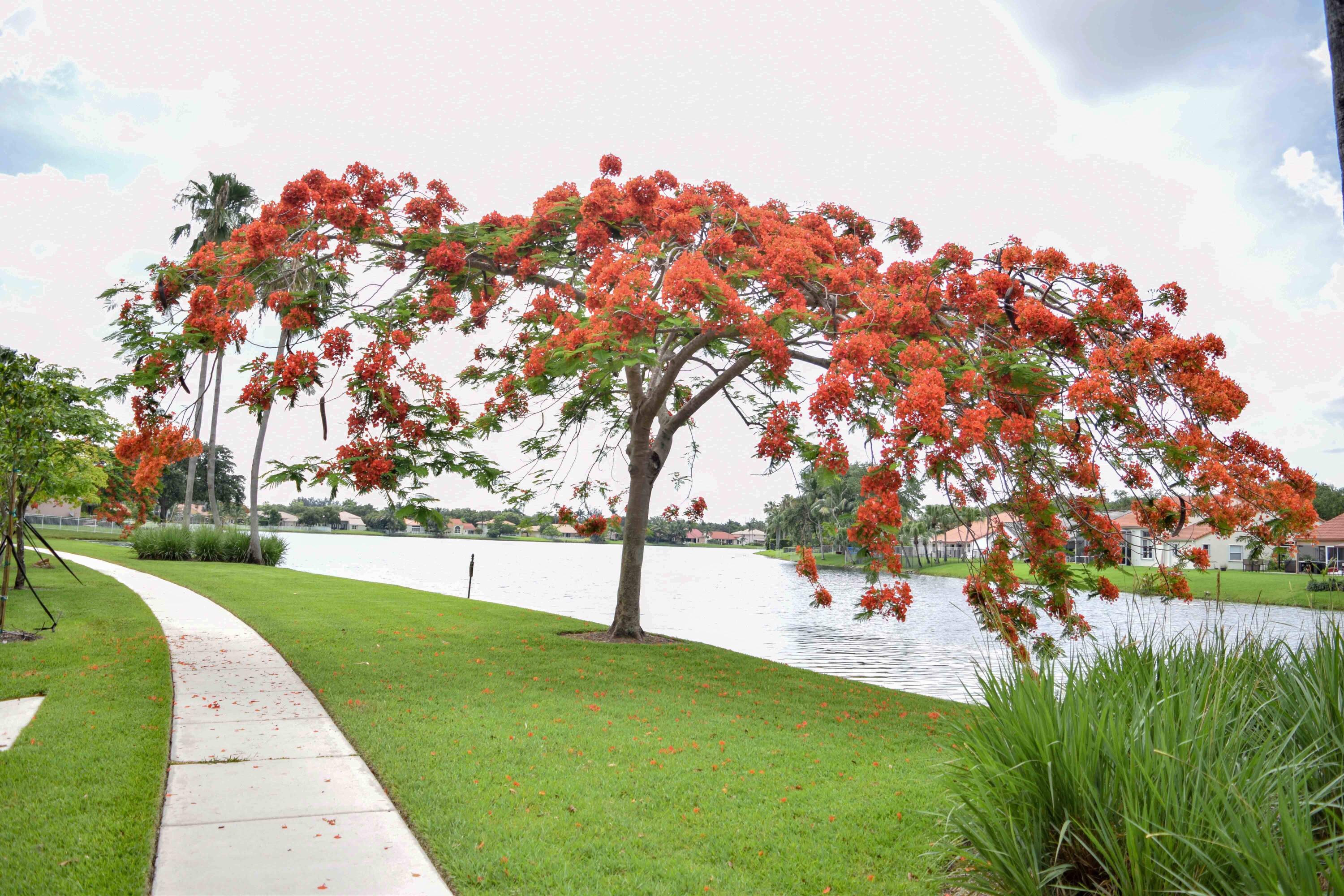 3877 BIMINI, Cooper City FL 33026