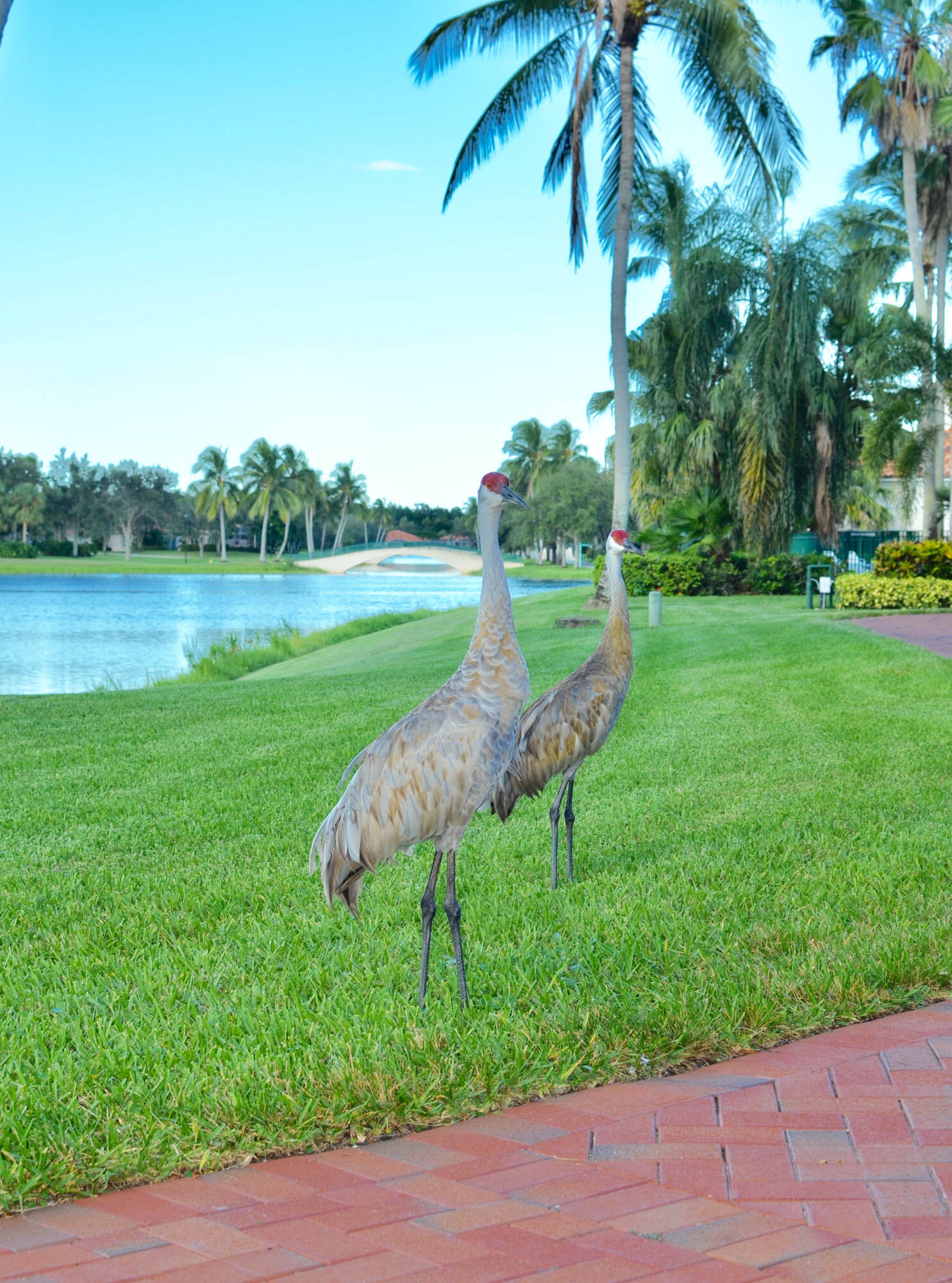 2171 Tigris, West Palm Beach FL 33411